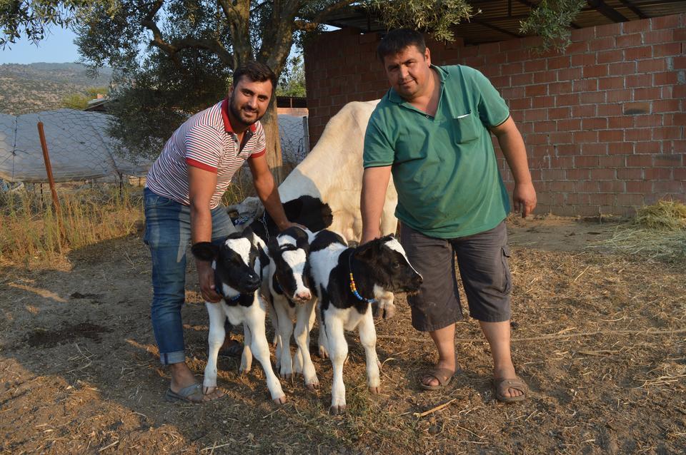 Çineli hayvan üreticisi Eraydın Özçınar'a ait holstein cinsi Sibelcan adlı inek bir batında üç erkek buzağı dünyaya getirdi.