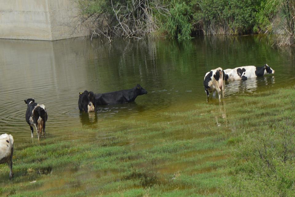 Sıcaktan bunalan inekler kendilerini baraj suyuna girerek serinlemeye çalıştı.