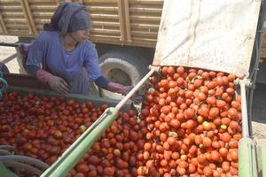 Çine Ovası'nda yaklaşık 3 bin dönümlük alana ekilen salçalık domates hasadına başlandı.