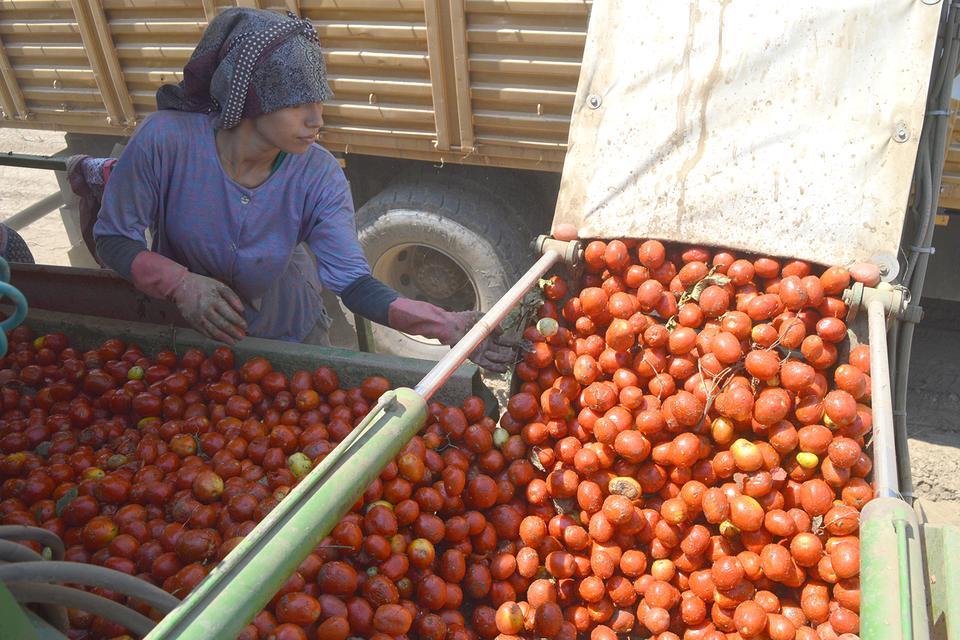 Çine Ovası'nda yaklaşık 3 bin dönümlük alana ekilen salçalık domates hasadına başlandı.
