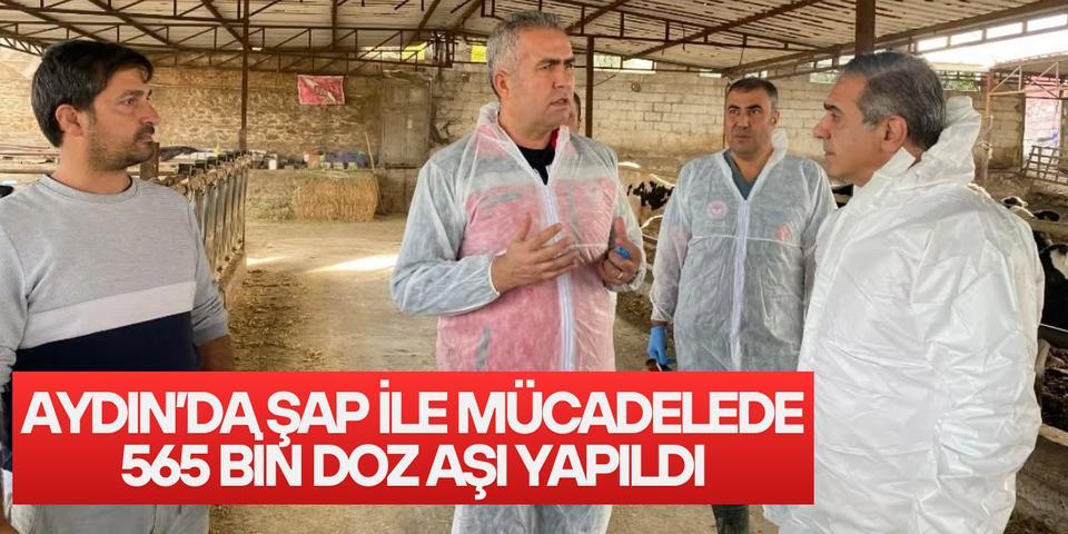 Aydın’da şap ile mücadelede 565 bin doz aşı yapıldı