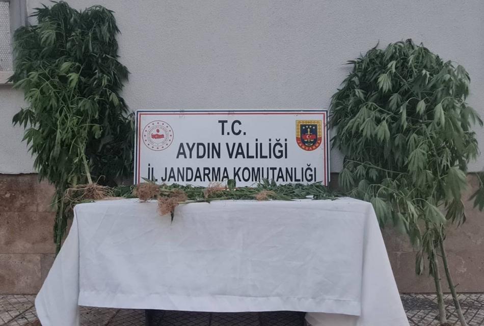 Çine’de uyuşturucu serasına jandarmadan baskın