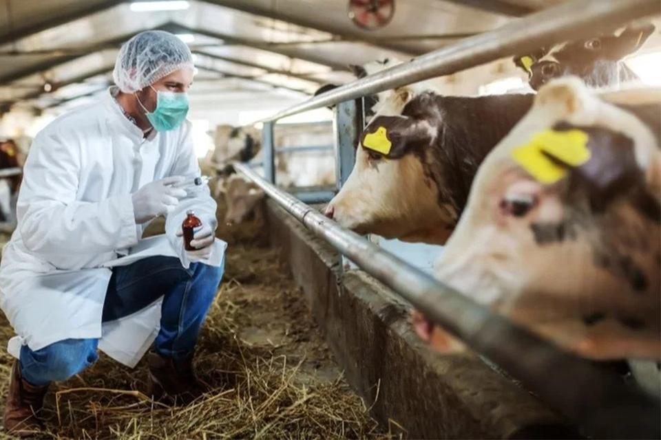 Çine’de 5 mahalle yeniden karantinada