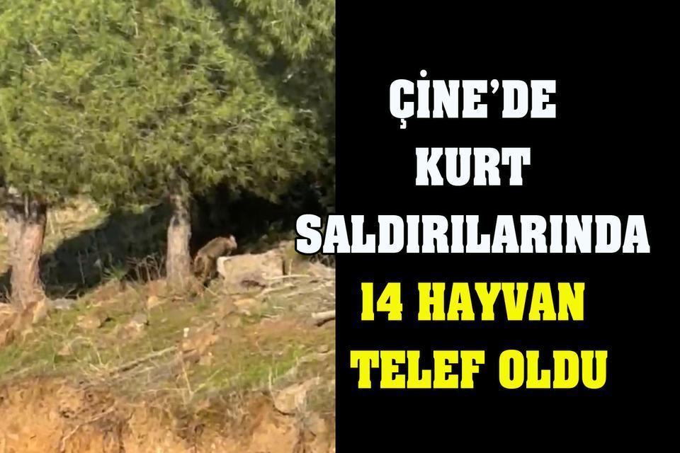 Çine’de kurt saldırılarında14 hayvan telef oldu