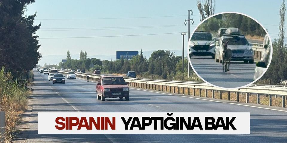 Sıpanın yaptığına bak